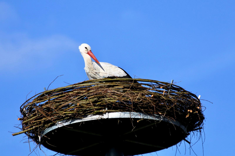 You are currently viewing Neuer Mieter im Storchennest eingezogen